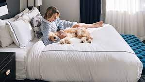 A lady playing Comfertabely in a bed with her best pet in a hotel room Kimpton Hotels