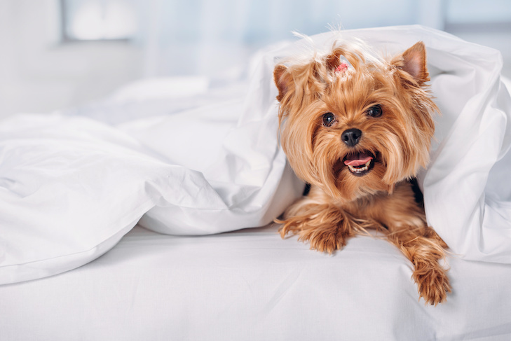 close up view of cute little yorkshire terrier lying on bed covered with blanket, enjoying amenities of hotel chain for pets in Marriott International