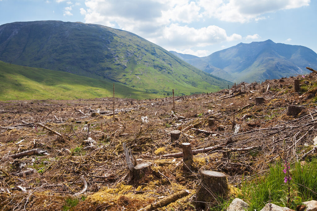Europe-using-wood-as-biofuel-will-increase-deforestation-warming